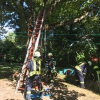 H1 Baum droht umzustürzen 04 2018-08-11