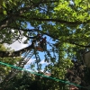 H1 Baum droht umzustürzen 07 2018-08-11