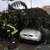 Baum Kellerei 07 2018-09-26